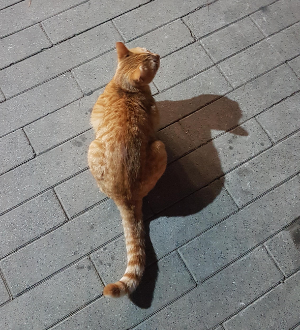 Cat and duck