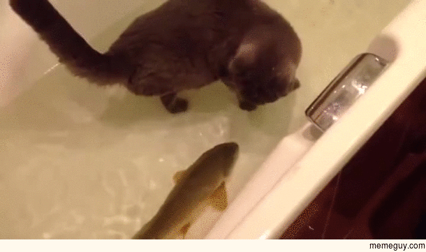 Cat and fish playing in a bathtub