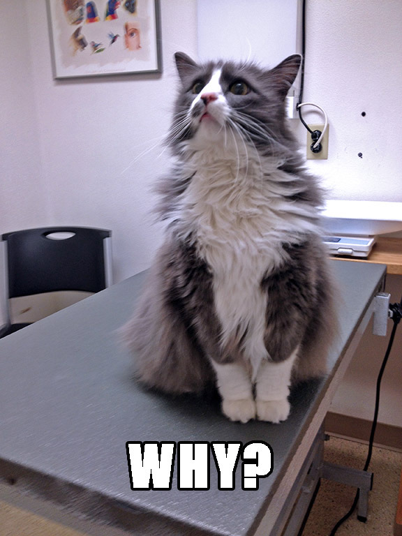 Cat at the vet - WHY - Meme Guy