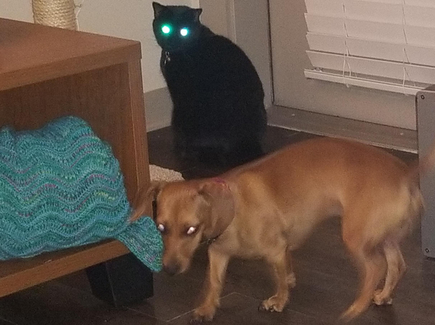 Cat Banishes Dog 