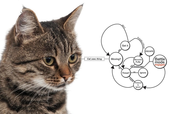 Cat behavior