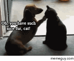 Cat being cat