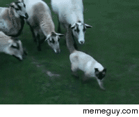Cat being the leader of goats