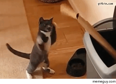 Cat boxing training