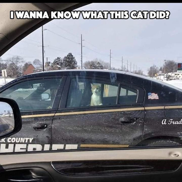 Cat burglar