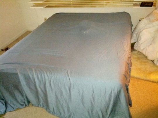 Cat camouflage