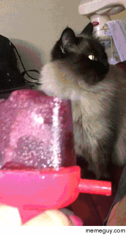 Cat cant popsicle