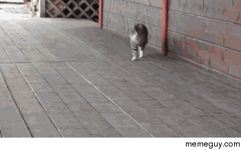 Cat cat cat cat cat cat cat cat