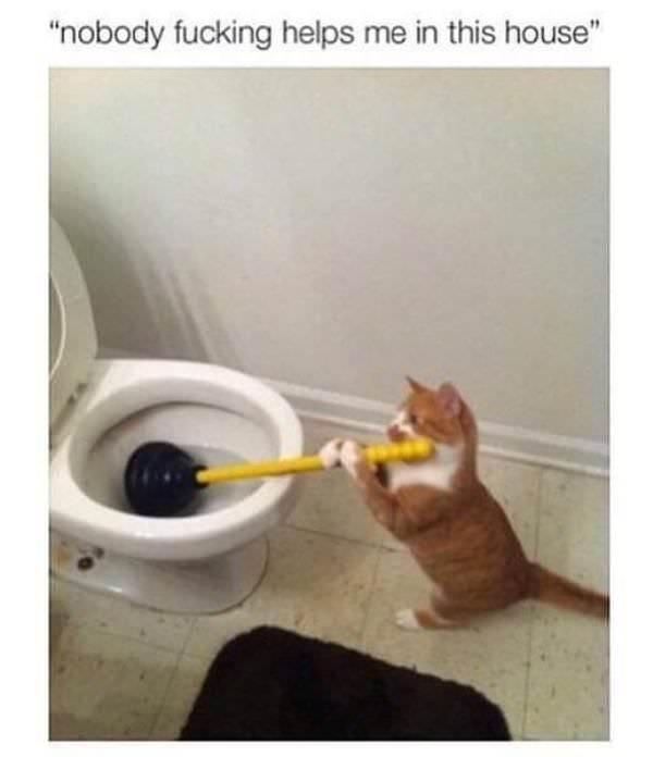 Cat Cleaner Meme Guy 