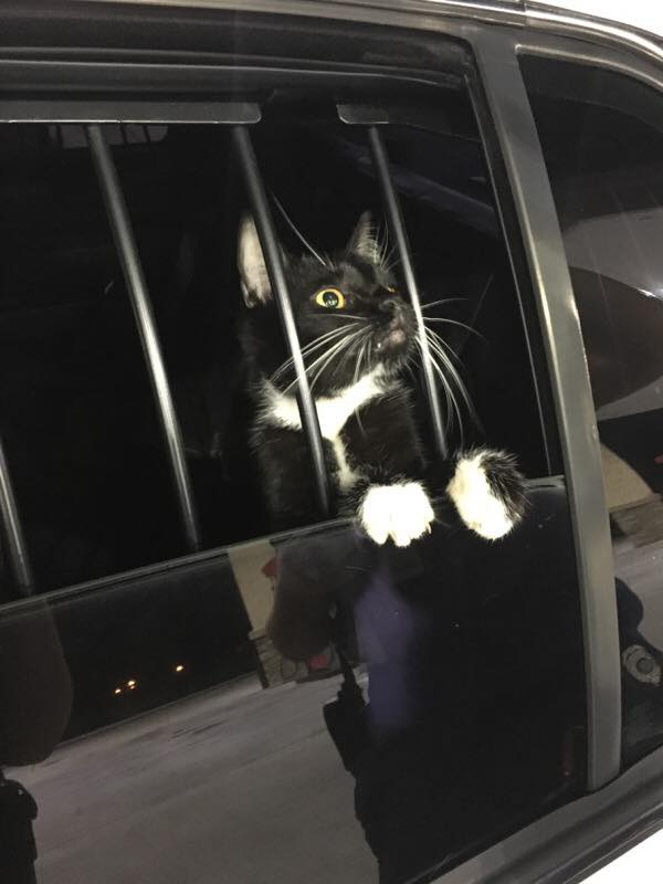 Cat detained by police after being mistaken for burglar