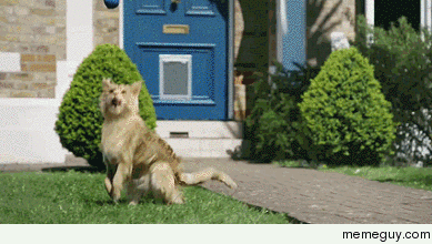 Cat doing dog things