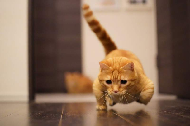 Cat doing one-handed push ups