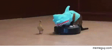 Cat Dressed like shark Riding Roomba Chasing baby duck