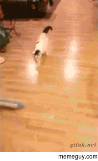 Cat enjoys being pushed across the floor with a broom
