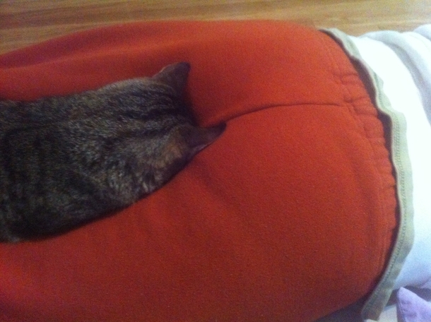 Cat fell asleep like this Wonder what would happen if my GF farted