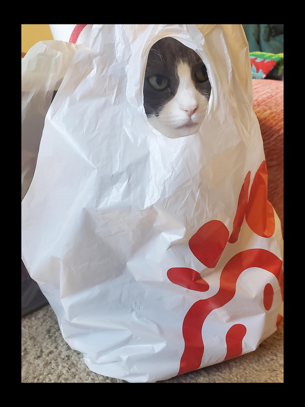 Cat-Fil-A anyone