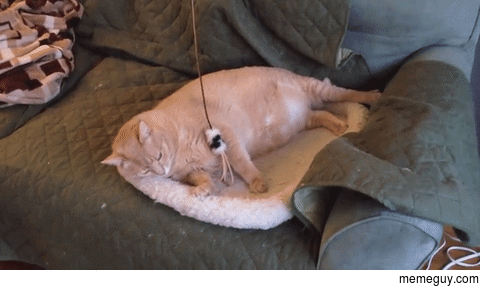 Cat fishing