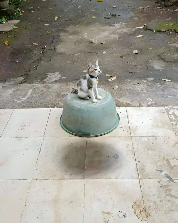 Cat floating on a bucket
