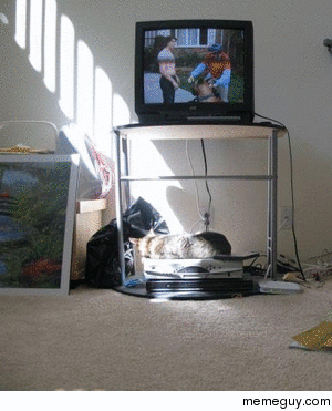 Cat follows position of sun for maximum warmth