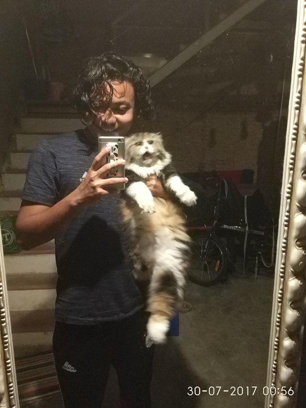 Cat freaks out to find himself