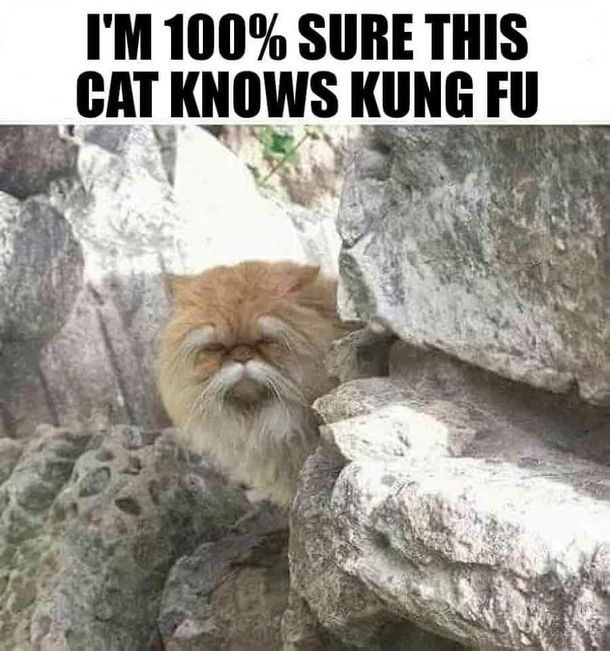 Cat-Fuuu