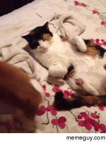 Cat gets teabagged by terrier puppy