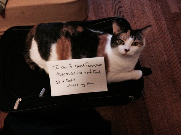 Cat gives its opinion on feminism
