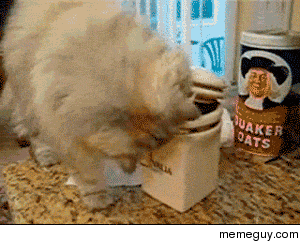 Cat giving a biscuit to its friend