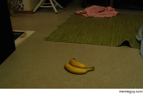 Cat goes bananas