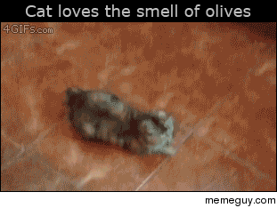 Cat goes crazy over olives