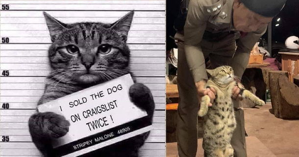 Cat got Caught