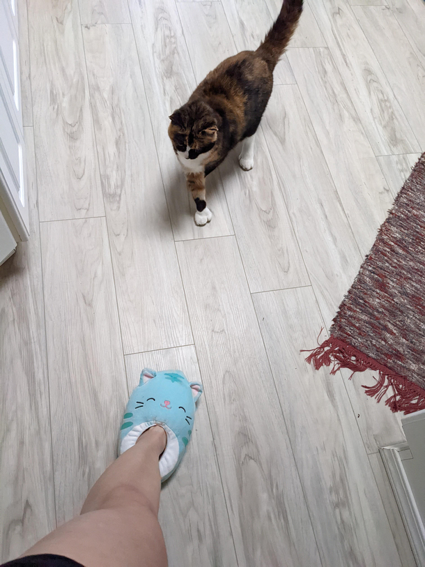 cat hates my new Squishmallow slippers
