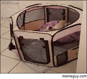 Cat helps puppy escape