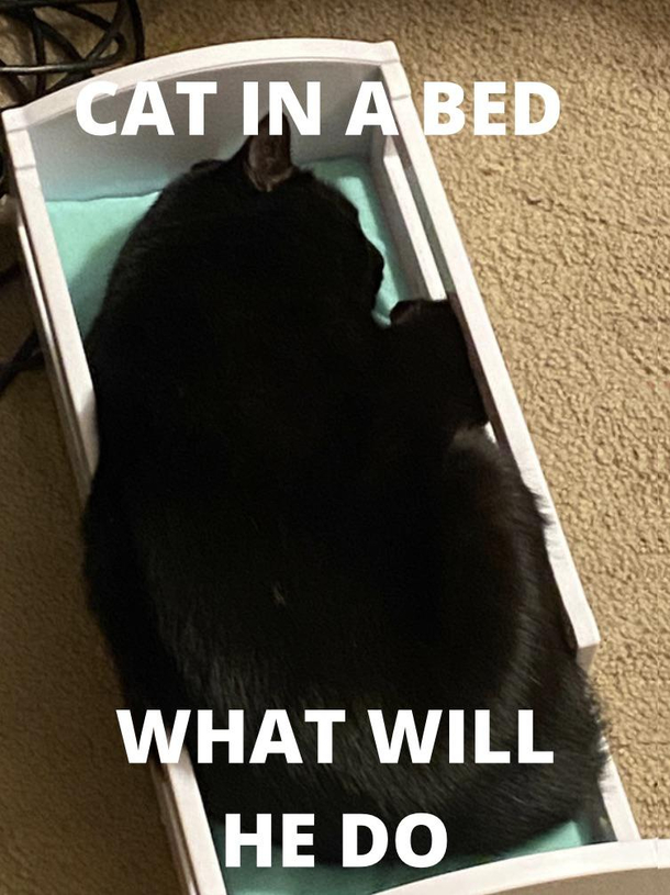 CAT IN A BED Meme Guy