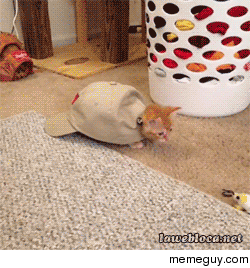 Cat in a hat 