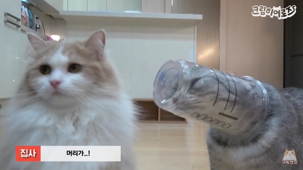 Cat in a hat
