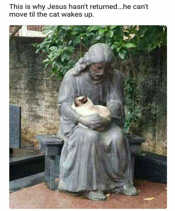 Cat in safe hands