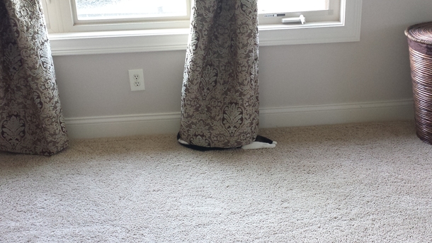 Cat invisibility mode engaged