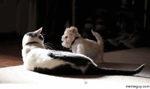 Cat is amused with puppy trying to slap it