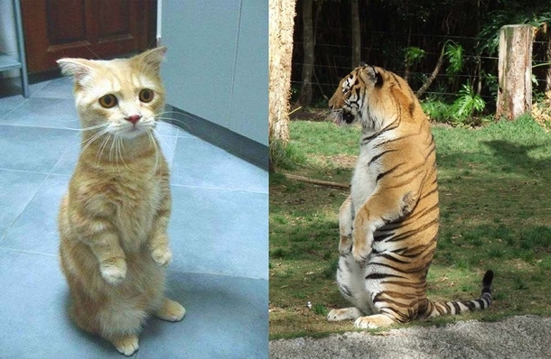 Cat is cat lol