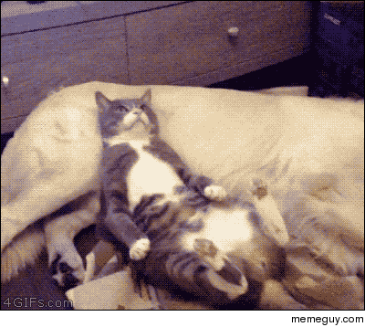 cat-is-trying-to-relax-149404.gif