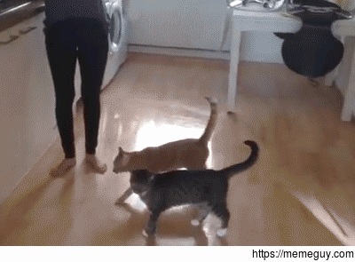 Cat jumps insanely high