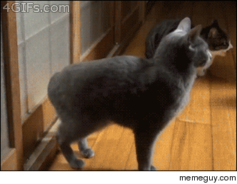 Cat knocks on the door