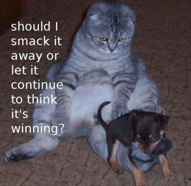 [Image: cat-letting-puppy-win-play-fight-9471.jpg]