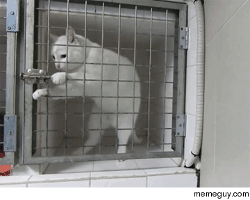 Cat like escape