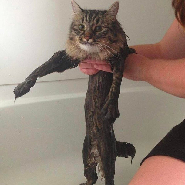 cat likes bath