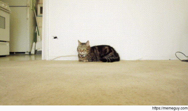 Cat Logan