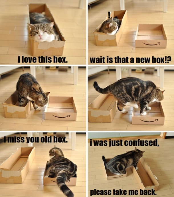 Cat Logic