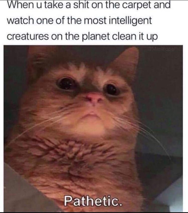 Cat logic