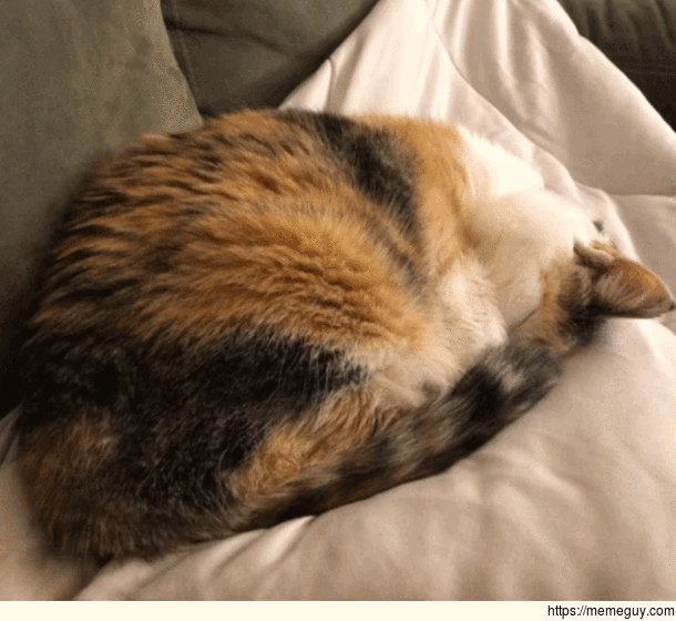 Cat Nap